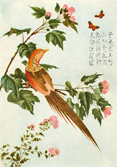 Chinese art, bird on a branch with butterflies and flowers Chinese art, bird on a branch with butterflies and flowers