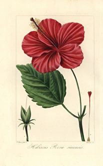 Chinese hibiscus, Hibiscus rosa sinensis, native Chinese hibiscus, Hibiscus rosa sinensis, native