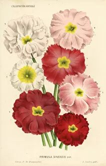 Chinese primrose varieties, Primula sinensis