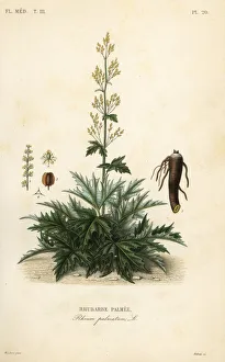 Chinese rhubarb or rhubarb root, Rheum palmatum Chinese rhubarb or rhubarb root, Rheum palmatum