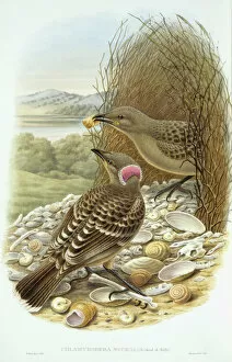 Passerine Gallery: Chlamydera nuchalis, great bowerbird
