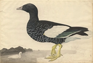 Chleophaga hybrida, kelp goose Chleophaga hybrida, kelp goose