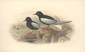 Chlidonias leucopterus, white-winged black tern Chlidonias leucopterus, white-winged black tern