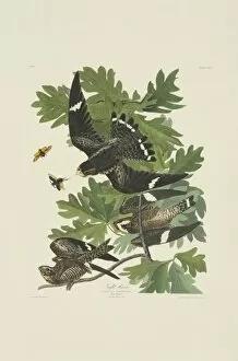 Chordeiles minor, common nighthawk