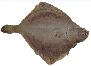 Christmas card in the shape of flat brown fish Christmas card in the shape of flat brown fish