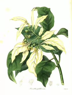 Euphorbia Gallery: Christmas star or poinsettia, Euphorbia pulcherrima