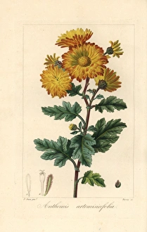 Chrysanthemum, Anthemis artemisiaefolia, native to China Chrysanthemum, Anthemis artemisiaefolia, native to China