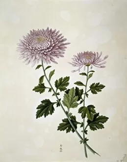 Potted Histories Gallery: Chrysanthemum x morifolium, chrysanthemum