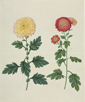 Chrysanthemum x morifolium, chrysanthemum Chrysanthemum x morifolium, chrysanthemum