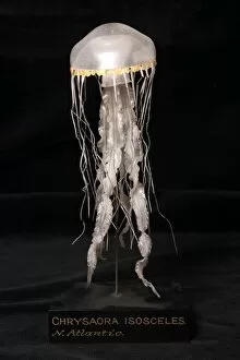 Images Dated 29th January 2004: Chrysaora isosceles, jellyfish model