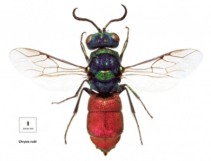 <b class=qtipBold><figcaption>Chrysis rudii, ruby-tailed wasp</figcaption></b><br>An illustration of a ruby-tailed wasp (Chrysis rudii). Date:<br><em>© Mary Evans / Natural History Museum</em> Chrysis rudii, ruby-tailed wasp