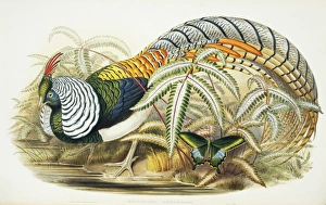 Chrysolophus amherstiae, Lady Amhersts pheasant Chrysolophus amherstiae, Lady Amhersts pheasant