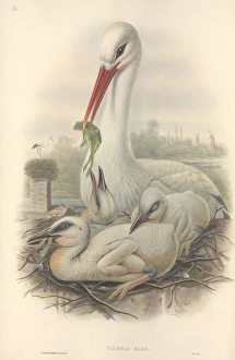 Ciconiiformes Gallery: Ciconia ciconia, European white stork