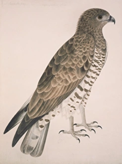 Circaetus gallicus, short-toed eagle Circaetus gallicus, short-toed eagle