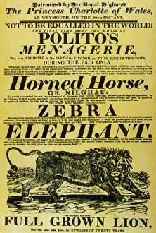 Elephant Gallery: Circus Poster / Polito s