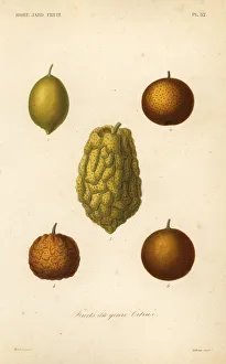 Citrus fruits, fruits du genre citrus. Lemon, Citrus limonum 1, 4, orange, Citrus aurantium 2, citron, Citrus medica 3, and Majorca orange, Citrus aurantium 5. Handcoloured steel engraving by Lebrun after a botanical illustration by Edouard Maubert from Pierre Oscar Reveil, A. Dupuis, Fr. Gerard and Francois Herincq's La Regne Vegetal: Horticulture: Jardin Potager et Jardin Fruitier, L. Guerin, Paris, 1864-1871. Citrus fruits, fruits du genre citrus. Lemon, Citrus limonum 1, 4, orange, Citrus aurantium 2, citron, Citrus medica 3, and Majorca orange, Citrus aurantium 5. Handcoloured steel engraving by Lebrun after a botanical illustration by Edouard Maubert from Pierre Oscar Reveil, A. Dupuis, Fr. Gerard and Francois Herincq's La Regne Vegetal: Horticulture: Jardin Potager et Jardin Fruitier, L. Guerin, Paris, 1864-1871. Date: Citrus fruits, fruits du genre citrus