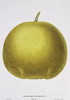 Bitter Gallery: Citrus paradisi, grapefruit