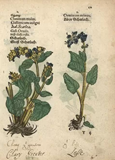 Salvia Gallery: Clary sage varieties, Salvia sclarea