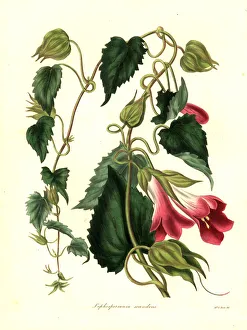 Climbing lophospermum, Lophospermum scandens Climbing lophospermum, Lophospermum scandens