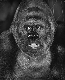 Scary Gallery: Closeup of a gorilla