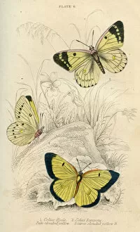 Entomology Collection: Clouded Yellow Butterflies