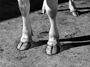 Cloven hooves: the feet of a Jersey cow Cloven hooves: the feet of a Jersey cow