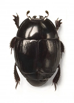 <b class=qtipBold><figcaption>Clown beetle</figcaption></b><br>Clown beetle specimen from the family Histeridae held at the Natural History Museum, London. Date:<br><em>© Mary Evans / Natural History Museum</em> Clown beetle