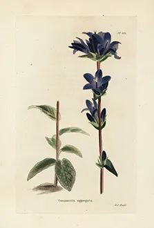 Clustered bellflower, Campanula glomerata Clustered bellflower, Campanula glomerata