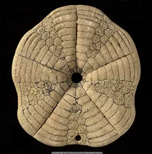 Echinodermata Gallery: Clypeaster altus, a fossil echinoid