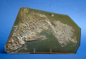 Coccoderma suevicum, fossil coelacanth Coccoderma suevicum, fossil coelacanth