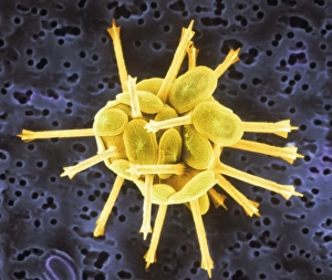 <b class=qtipBold><figcaption>Coccoliths</figcaption></b><br>Scanning electron microscope (SEM) image of coccoliths, these are the limestone scales surrounding the marine phytoplankton coccolithophores. Date:<br><em>© Mary Evans / Natural History Museum</em> Coccoliths