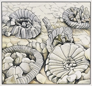 Coccoliths magnified a thousand times Coccoliths magnified a thousand times
