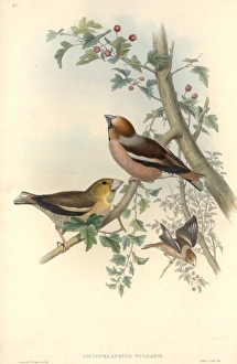 Coccothraustes coccothraustes, hawfinch Coccothraustes coccothraustes, hawfinch
