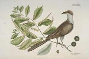 Coccyzus americanus, yellow-billed-cuckoo Coccyzus americanus, yellow-billed-cuckoo