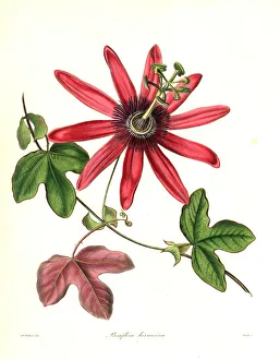 Cochineal-coloured passionflower, Passiflora kermesina Cochineal-coloured passionflower, Passiflora kermesina