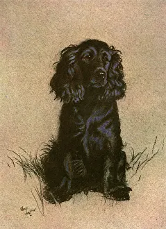 Breeds Gallery: Cocker Spaniel