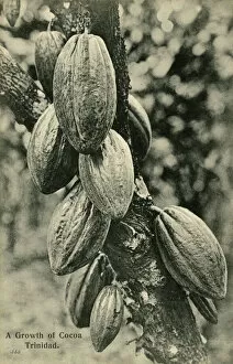 Cocoa bean pods - Trinidad - West Indies
