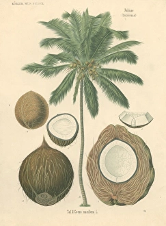 Cocoa nucifera L. coco palm Cocoa nucifera L. coco palm