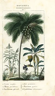 Coconut, banana, sugar cane, etc Coconut, banana, sugar cane, etc