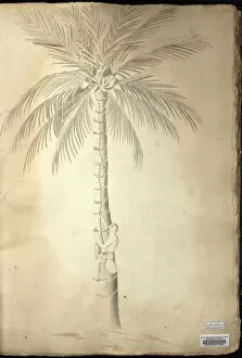 Monocot Gallery: Cocos nucifera L. coconut tree