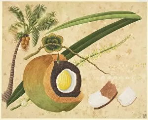 Potted Histories Gallery: Cocus nucifera, coconut palm