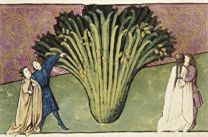 Codex Granatensis: Tacuinum Sanitatis. 1400. Folio Codex Granatensis: Tacuinum Sanitatis. 1400. Folio