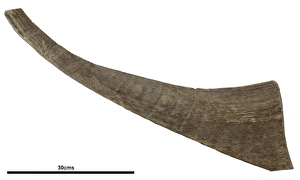 Coelodonta antiquitatis, woolly rhinoceros Coelodonta antiquitatis, woolly rhinoceros