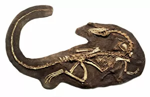 Cast Gallery: Coelophysis fossil