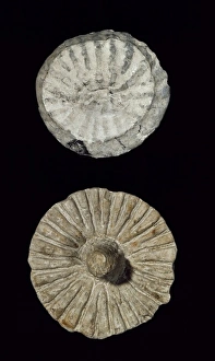 Fossils: The Key to the Past (British Museum Paperbacks)