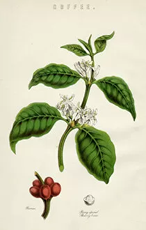 Images Dated 20th March 2012: Coffee Plant