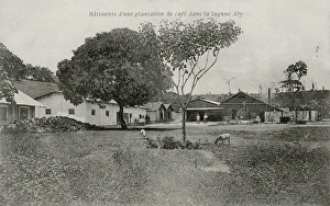 Plantations Gallery: Coffee plantation at the Aby Lagoon, Ivory Coast
