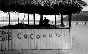 Cold Coconuts stall, Trinidad, West Indies Cold Coconuts stall, Trinidad, West Indies