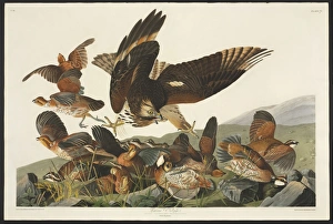 Colinus viginianus, northern bobwhite, Buteo lineatus, red-s Colinus viginianus, northern bobwhite, Buteo lineatus, red-s