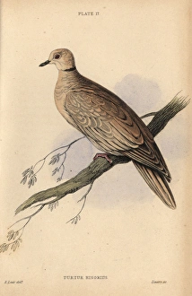 Collared dove, Streptopelia decaocto, native Collared dove, Streptopelia decaocto, native